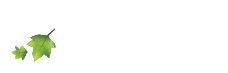 Lézard de Bois